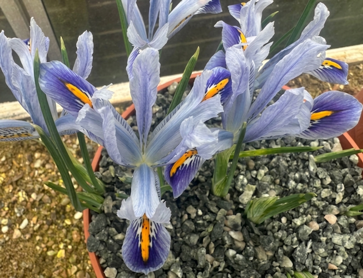 Iris reticulata 'Angela'